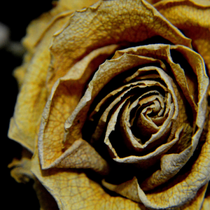 Dein Raum für Trauer - ein kostenloser Minikurs zum Ankommen